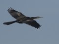 Anhinga - Lake Martin