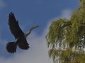 Anhinga - Lake Martin