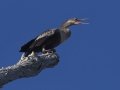 Anhinga - Lake Martin