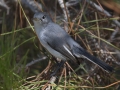 Blue-gray Gnatcatcher - Big Branch Marsh National Wildlife Refuge