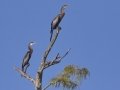 Anhinga - Lake Martin