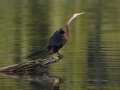 Anhinga - Lake Martin