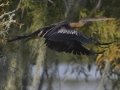 Anhinga - Lake Martin