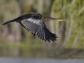 Anhinga - Lake Martin
