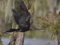 Anhinga - Lake Martin