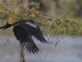 Anhinga - Lake Martin