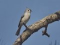 Tufted Titmouse  - Big Branch Marsh National Wildlife Refuge, Lacombe