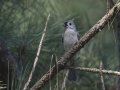Tufted Titmouse  - Big Branch Marsh National Wildlife Refuge, Lacombe