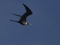 Magnificent Frigatebird - Female  - Elmer's Island Wildlife Refuge
