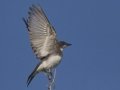 Eastern Kingbird  - Grand Isle