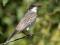 Eastern Kingbird  - Grand Isle