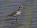 Wilson's Plover - Elmer's Island Wildlife Preserve
