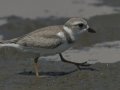 Piping Plover  - Elmer's Island Wildlife Refuge
