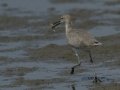 Willet   - Elmer's Island Wildlife Refuge