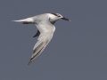 Sandwich Tern  - Grand Isle