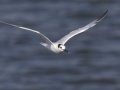 Sandwich Tern  - Grand Isle