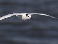 Sandwich Tern  - Grand Isle