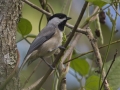 Carolina Chickadee - Couturie Forest, City Park, New Orleans