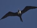 Magnificent Frigatebird - Female  - Elmer's Island Wildlife Refuge
