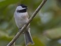 Carolina Chickadee - Saint Bernard State Park, Braithwaite