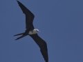 Magnificent Frigatebird - Juvenile  - Elmer's Island Wildlife Refuge