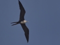 Magnificent Frigatebird  - Elmer's Island Wildlife Refuge