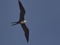 Magnificent Frigatebird  - Elmer's Island Wildlife Refuge