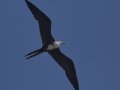 Magnificent Frigatebird - Juvenile  - Elmer's Island Wildlife Refuge