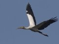 Wood Stork - Morganza Spillway, Morganza