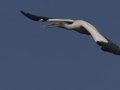 Wood Stork - Morganza Spillway, Morganza