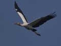 Wood Stork - Morganza Spillway, Morganza