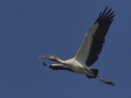 Wood Stork - Morganza Spillway, Morganza