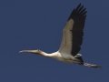 Wood Stork - Morganza Spillway, Morganza