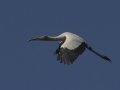 Wood Stork - Morganza Spillway, Morganza