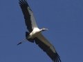 Wood Stork - Morganza Spillway, Morganza