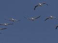 American White Pelicans Morganza Spillway, Morganza