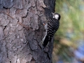 Red-cockaded Woodpecker  - Big Branch Marsh National Wildlife Refuge, Lacombe