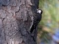 Red-cockaded Woodpecker  - Big Branch Marsh National Wildlife Refuge, Lacombe