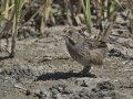 Seaside Sparrow  - Elmer's Island Wildlife Refuge