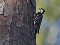 Red-cockaded Woodpecker  - Big Branch Marsh National Wildlife Refuge, Lacombe