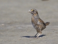 Seaside Sparrow  - Elmer's Island Wildlife Refuge
