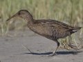 Clapper Rail  - Elmer's Island Wildlife Refuge