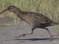Clapper Rail  - Elmer's Island Wildlife Refuge