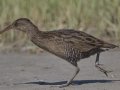 Clapper Rail  - Elmer's Island Wildlife Refuge