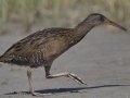 Clapper Rail  - Elmer's Island Wildlife Refuge