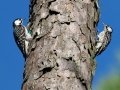 Red-cockaded Woodpeckers  - Big Branch Marsh National Wildlife Refuge, Lacombe