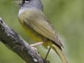 MacGillivray's Warbler