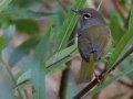 MacGillivray's Warbler