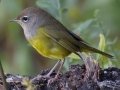 MacGillivray's Warbler