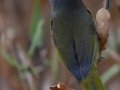 MacGillivray's Warbler